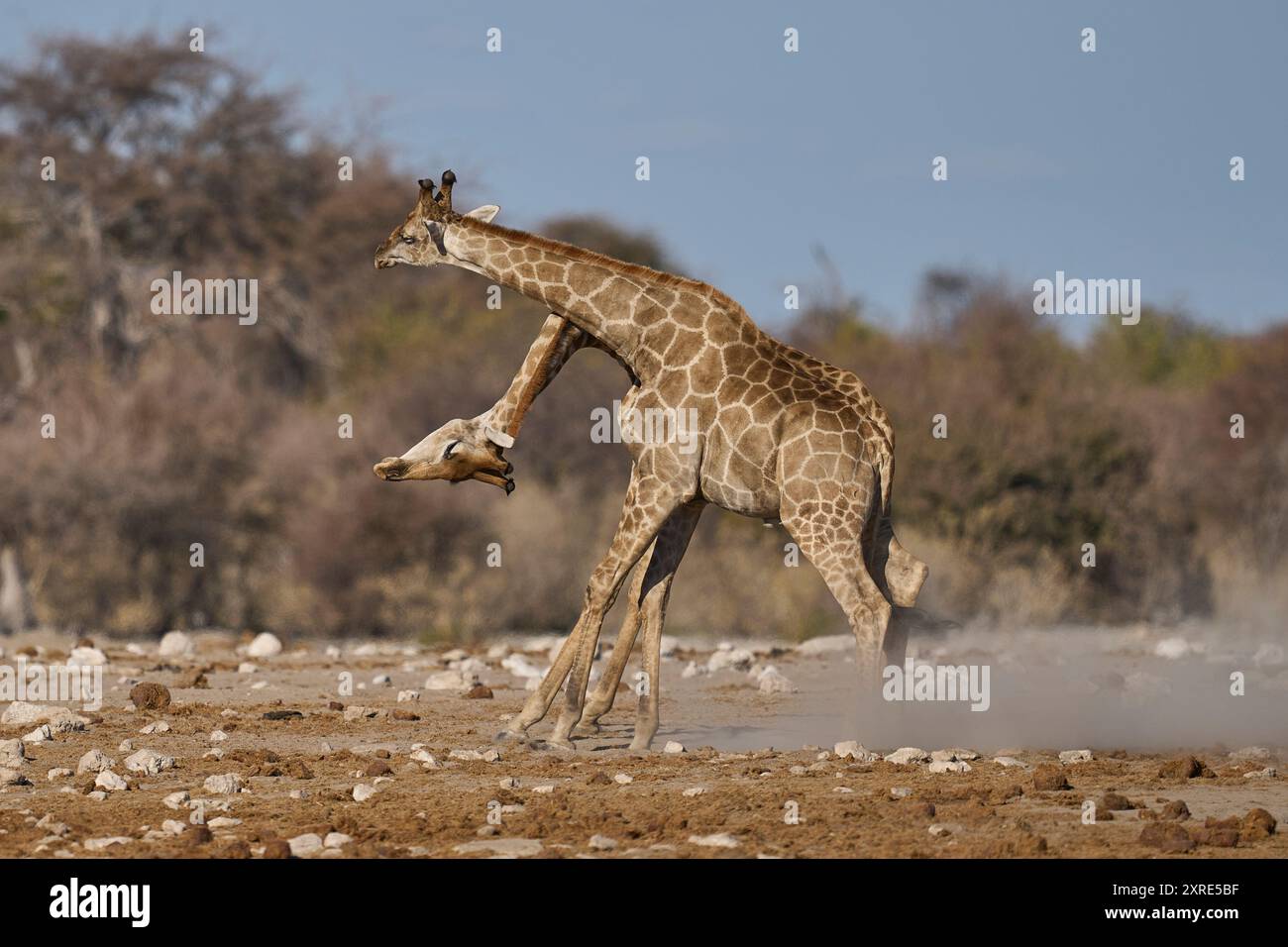 Giraffa (Giraffa camelopardalis) con collo intrecciato che combatte in una fossa nel Parco Nazionale di Etosha, Namibia Foto Stock