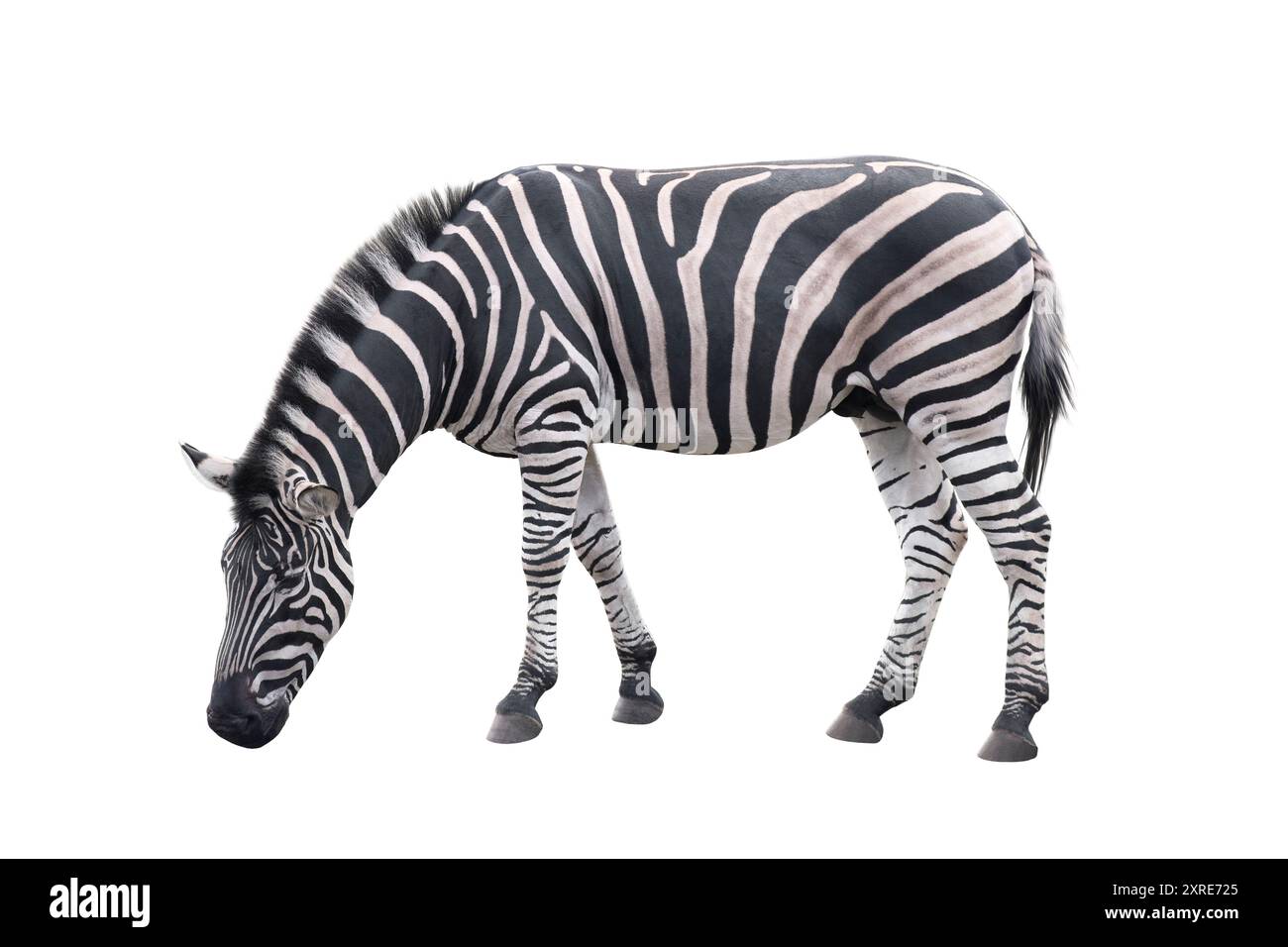 Animale Zebra isolato su sfondo bianco Foto Stock