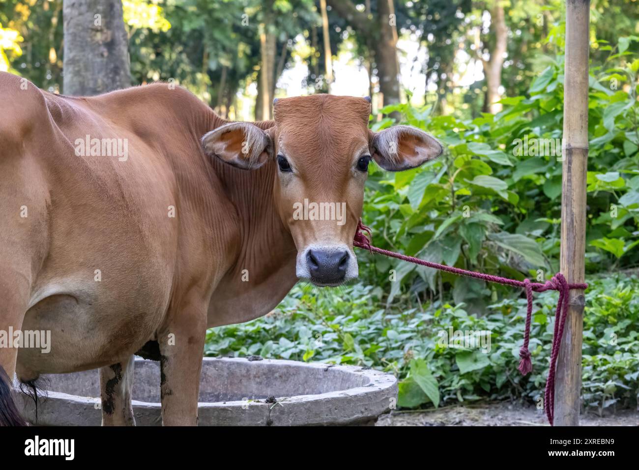 Una mucca domestica legata da una corda a un bastone di bambù guarda avanti. Mucca bruna asiatica in piedi fuori e guardando avanti. Sfondo naturale. Foto Stock