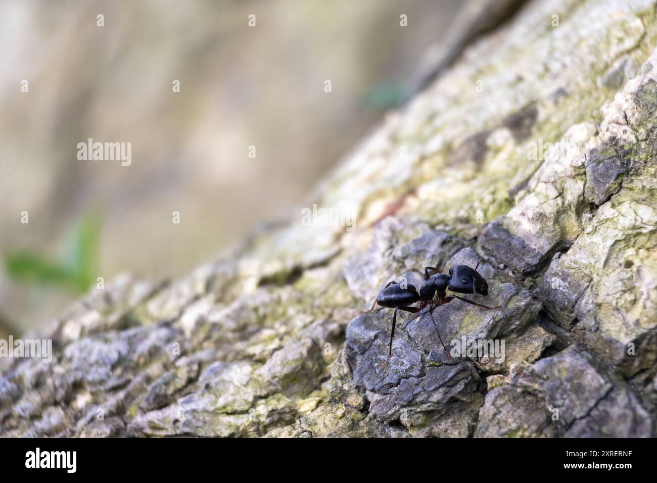 Un grande falegname nero (Camponotus) sulla corteccia degli alberi con sfondo sfocato. Foto Stock