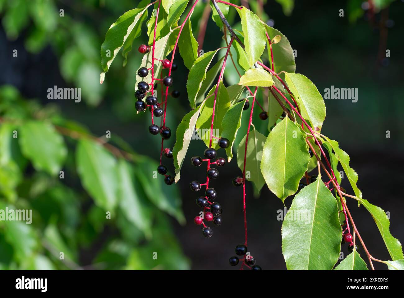 Prunus serotina, ciliegia nera selvatica primo piano, frutti di bosco, focalizzazione selettiva Foto Stock