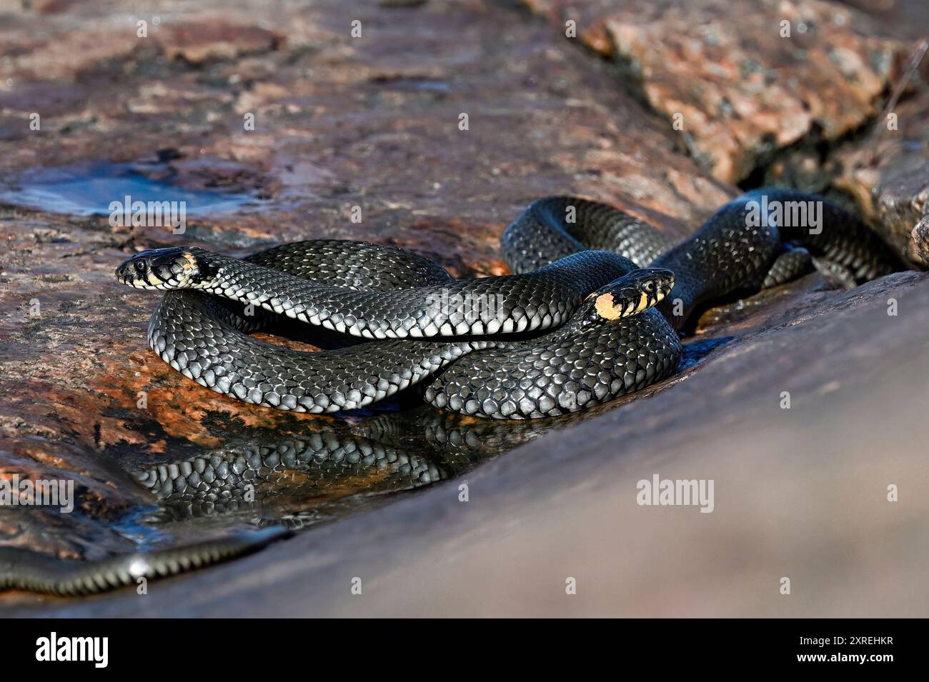 Serpenti d'erba al meetup mattutino Foto Stock