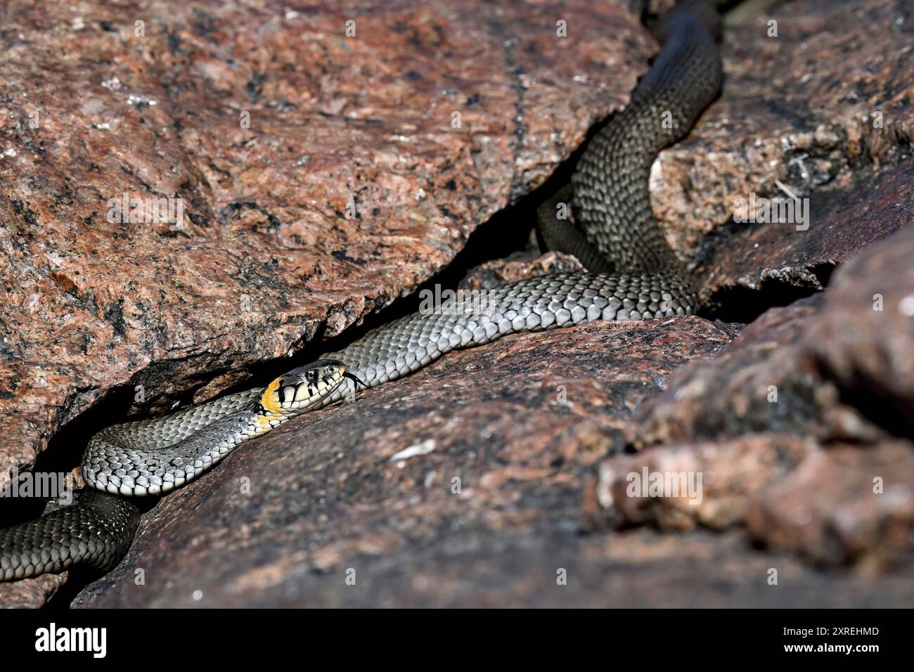 Serpente d'erba che si crogiola nella roccia Foto Stock