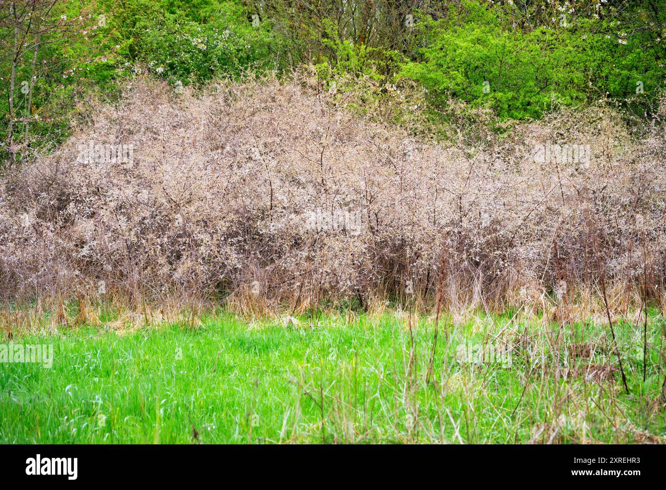 Immagine astratta di canne con erba e foresta, Olanda settentrionale, Paesi Bassi. Foto Stock