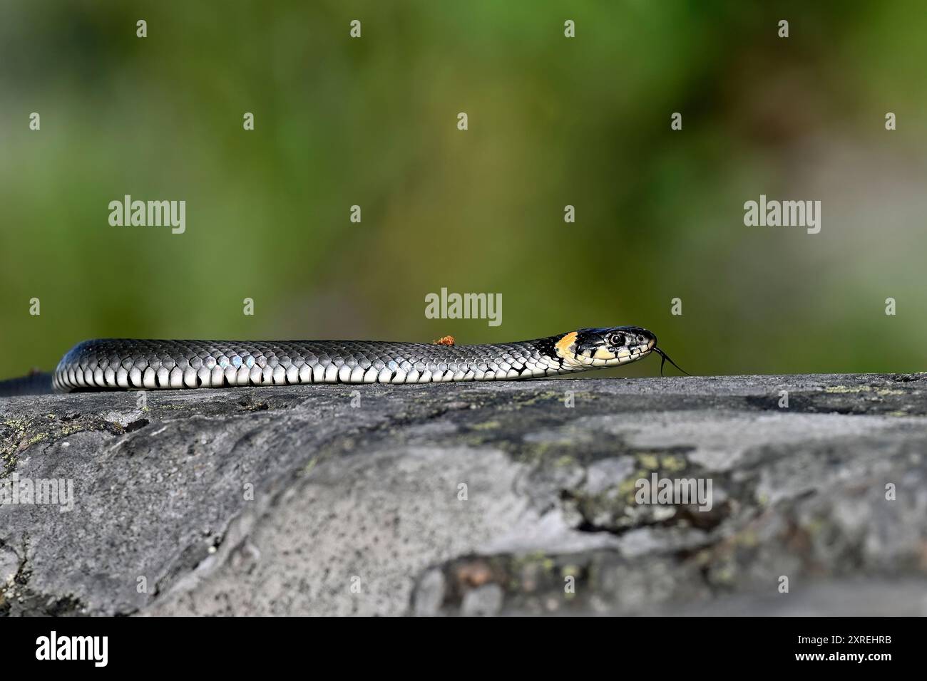 Serpente d'erba sulla roccia costiera Foto Stock