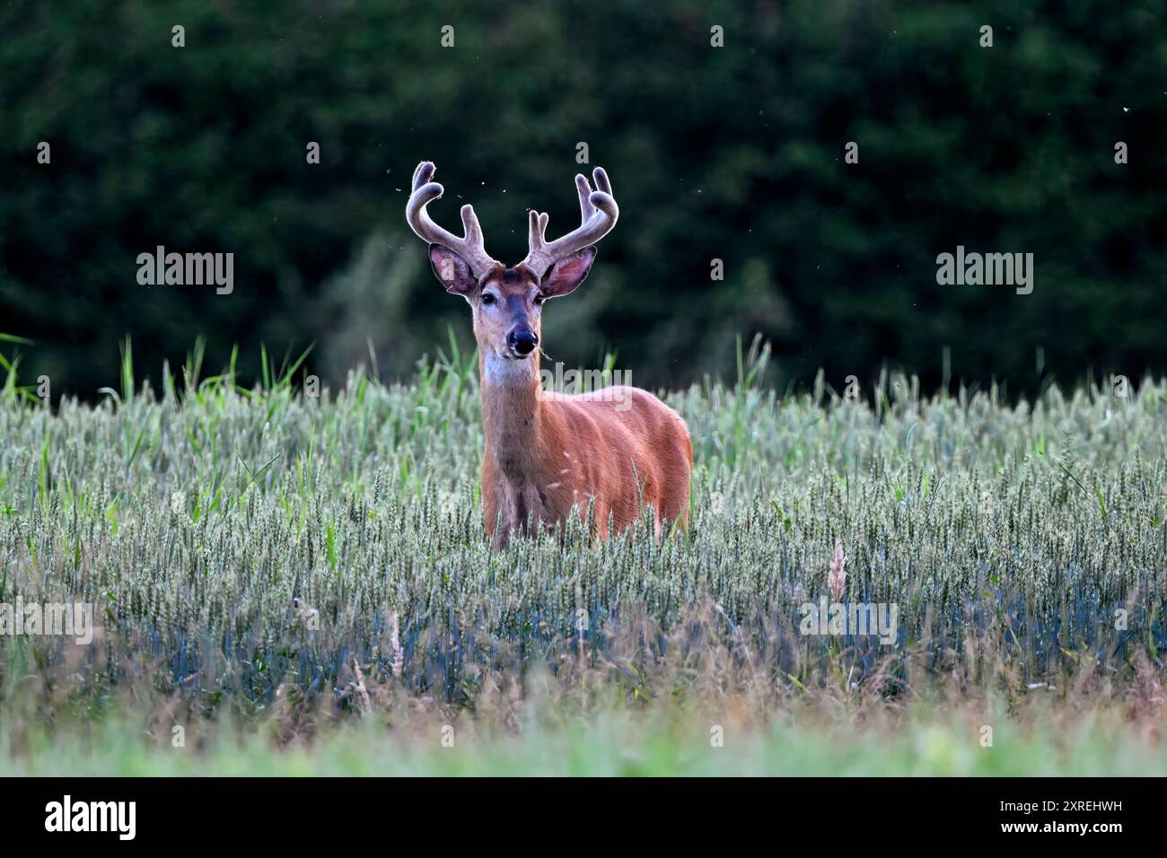 White-tailed deer buck cercando regale. Foto Stock