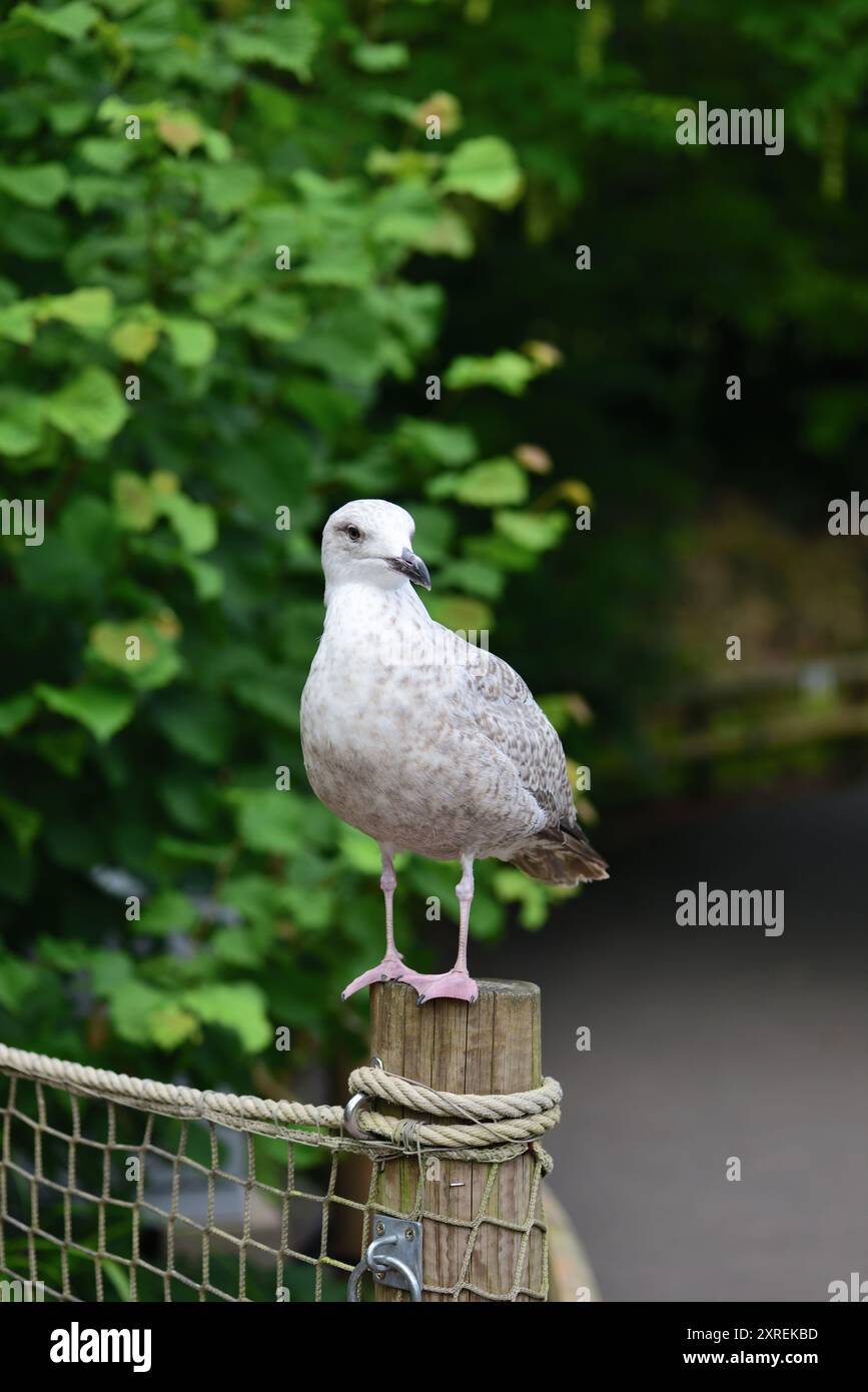 Un giovane gabbiano di aringa. Foto Stock