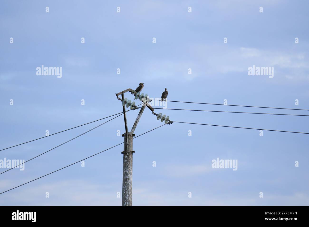 Due uccelli appollaiati sulle linee elettriche a Sulina, Romania Foto Stock