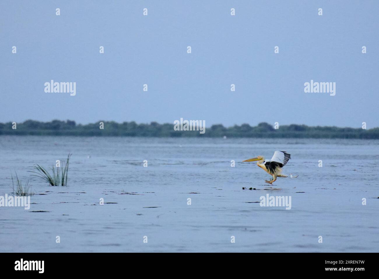 Pelican prende il volo sull'acqua nel Delta del Danubio, Romania Foto Stock