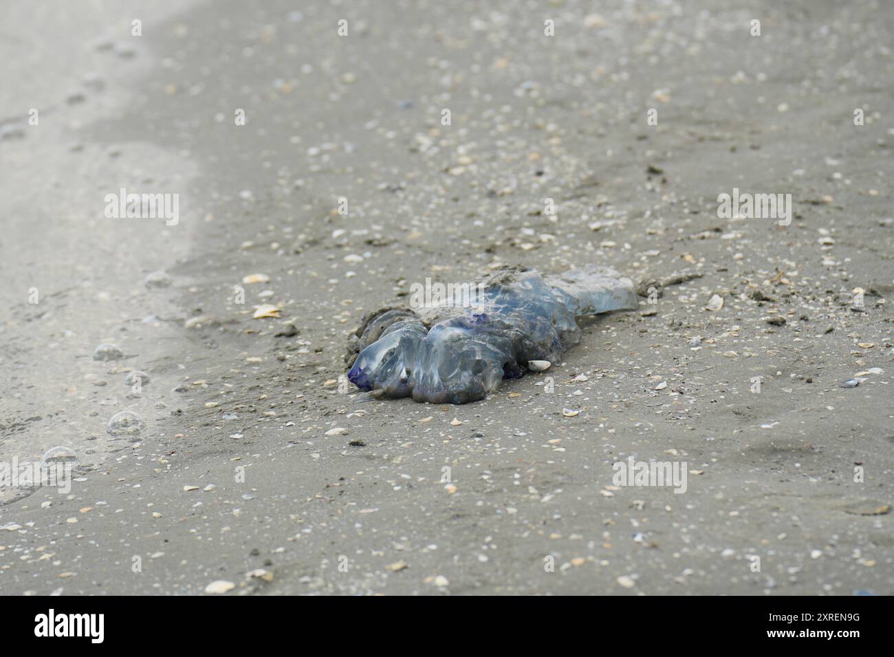 Meduse lavate a riva sulla spiaggia di Sulina, in Romania Foto Stock