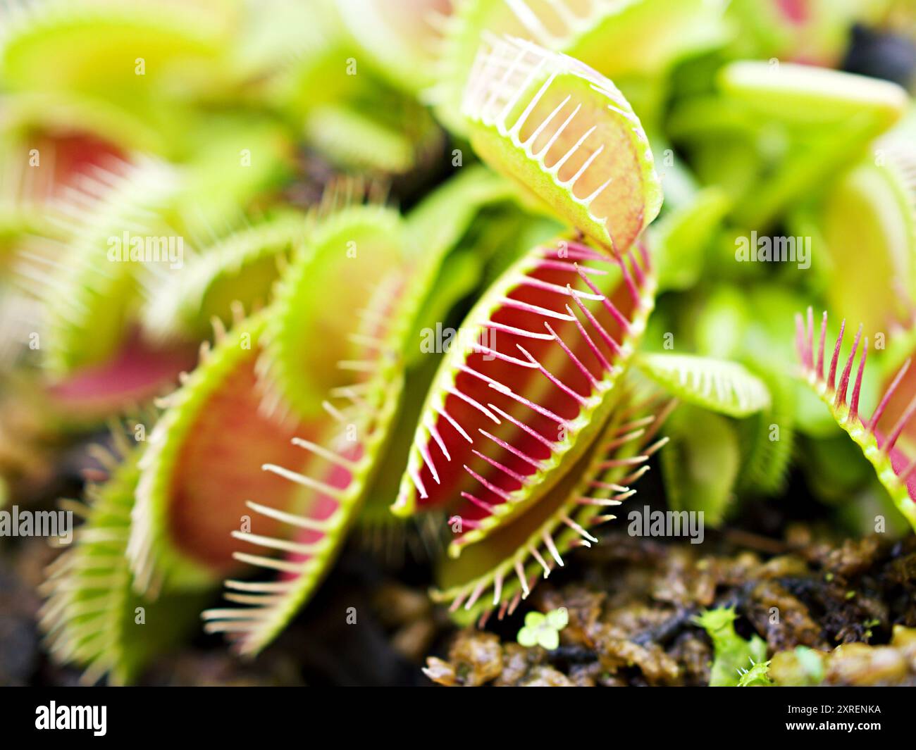 Primo piano Venus flytrap, piante insettivore, basso gigante, Dionaea muscipula, aghi-come denti, venere mosca catcher, Cook's Carnivorous Foto Stock