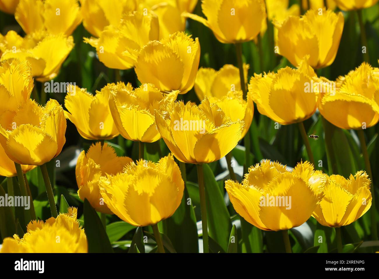 Gruppo da vicino di splendidi e vibranti tulipani rossi gialli nel campo olandese olandese nei giorni di sole nel parco. Foto Stock