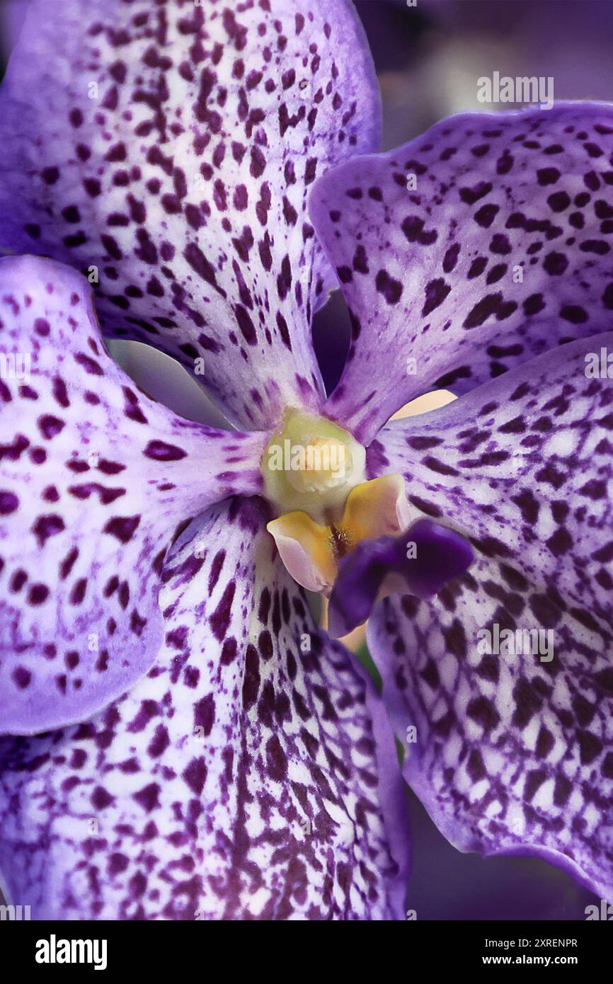 La delicata orchidea viola si distingue per un'eleganza e una grazia morbide e traspiranti. Immagine astratta. Messa a fuoco selettiva Foto Stock