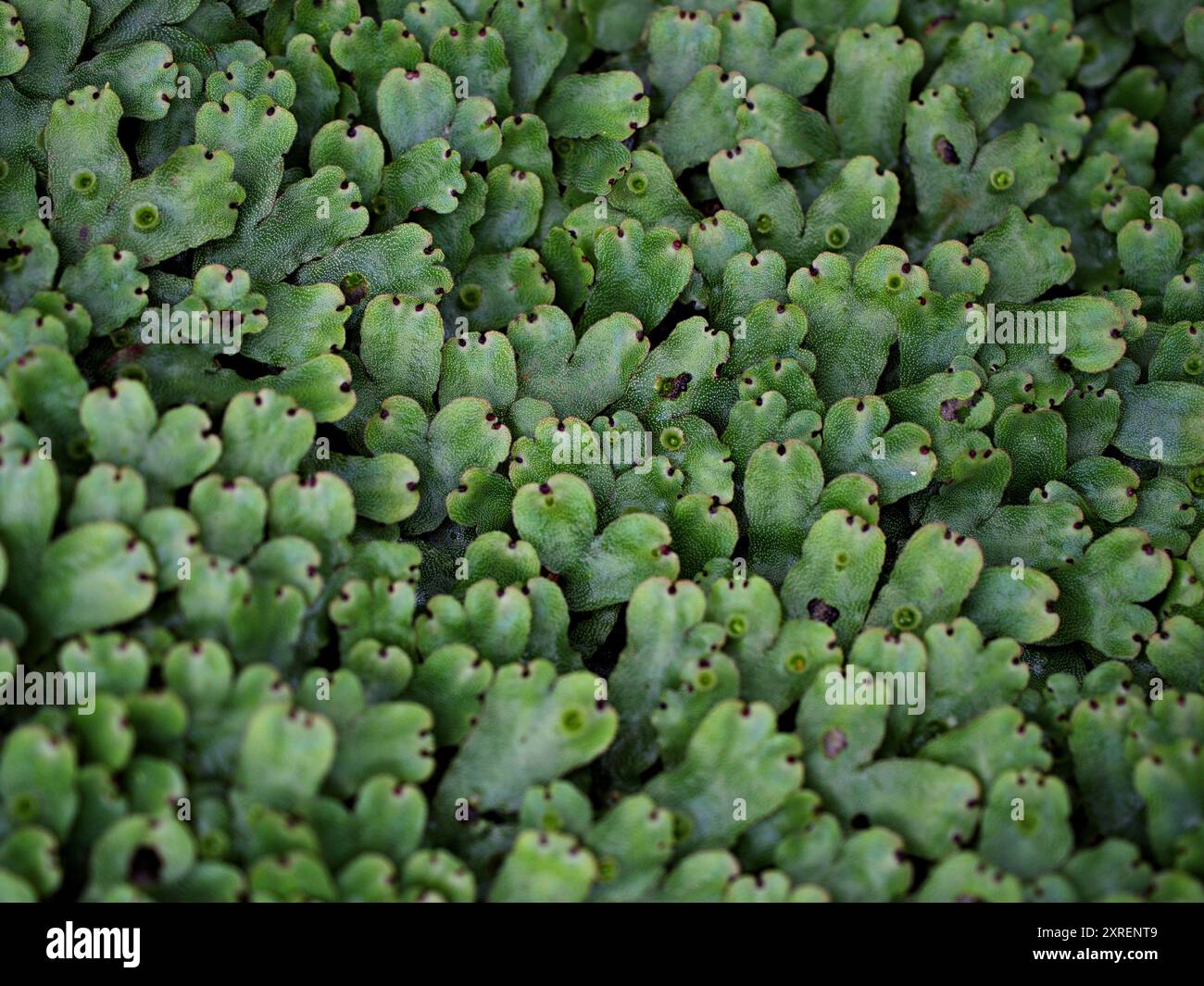 Foglie verdi di Marchantia polymorpha, Umbrella Liverwort, Liverwort comune Foto Stock