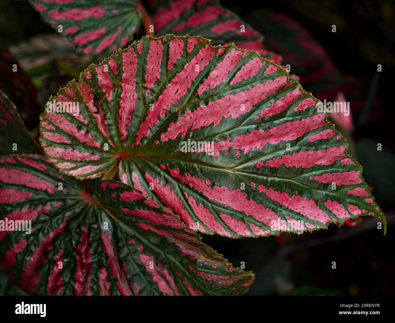 Fogliame di foglie rosa da primo piano piante di fiori begonia, begonia di foglie dipinte Foto Stock