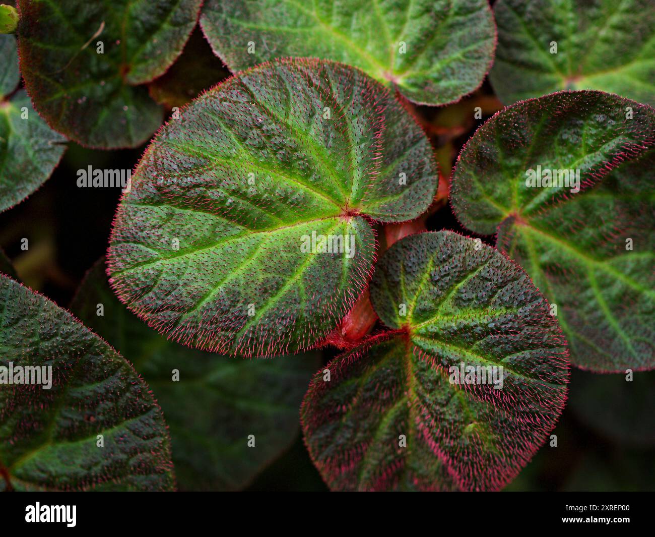 Foglie di fogliame da primo piano di Begonia rex Chloroneura piante Emerald Giant Begoniaceae ,Begonia soli mutata ,Sun-changing ,sfondo foglie, Foto Stock