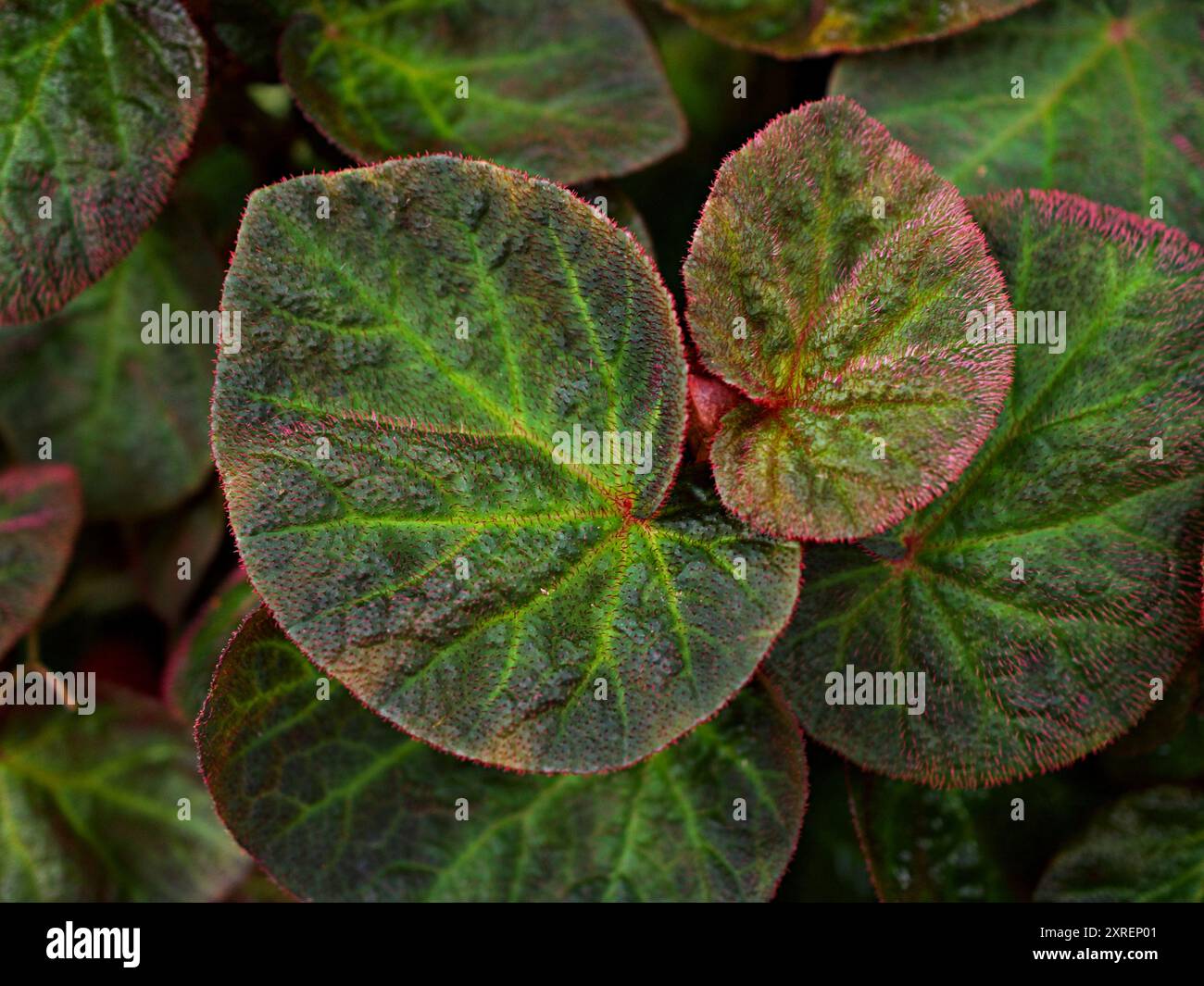 Foglie di fogliame da primo piano di Begonia rex Chloroneura piante Emerald Giant Begoniaceae ,Begonia soli mutata ,Sun-changing ,sfondo foglie, Foto Stock