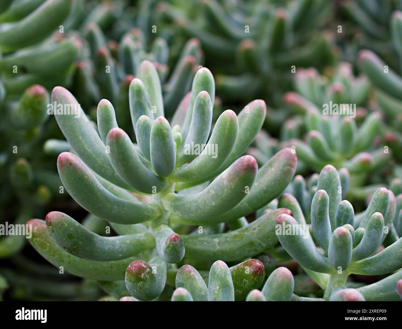 Piante succulente Jelly Bean, Sedum rubrotinctum o Sedum, maiale e fagioli, Crassulaceae con messa a fuoco morbida, pianta macro succulenta, le foglie cambiano colore Foto Stock Piante succulente Jelly Bean, Sedum rubrotinctum o Sedum, maiale e fagioli, Crassulaceae con messa a fuoco morbida, pianta macro succulenta, le foglie cambiano colore Foto Stock