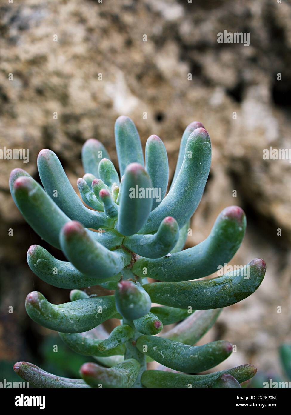 Piante succulente Jelly Bean, Sedum rubrotinctum o Sedum, maiale e fagioli, Crassulaceae con messa a fuoco morbida, pianta macro succulenta, le foglie cambiano colore Foto Stock Piante succulente Jelly Bean, Sedum rubrotinctum o Sedum, maiale e fagioli, Crassulaceae con messa a fuoco morbida, pianta macro succulenta, le foglie cambiano colore Foto Stock