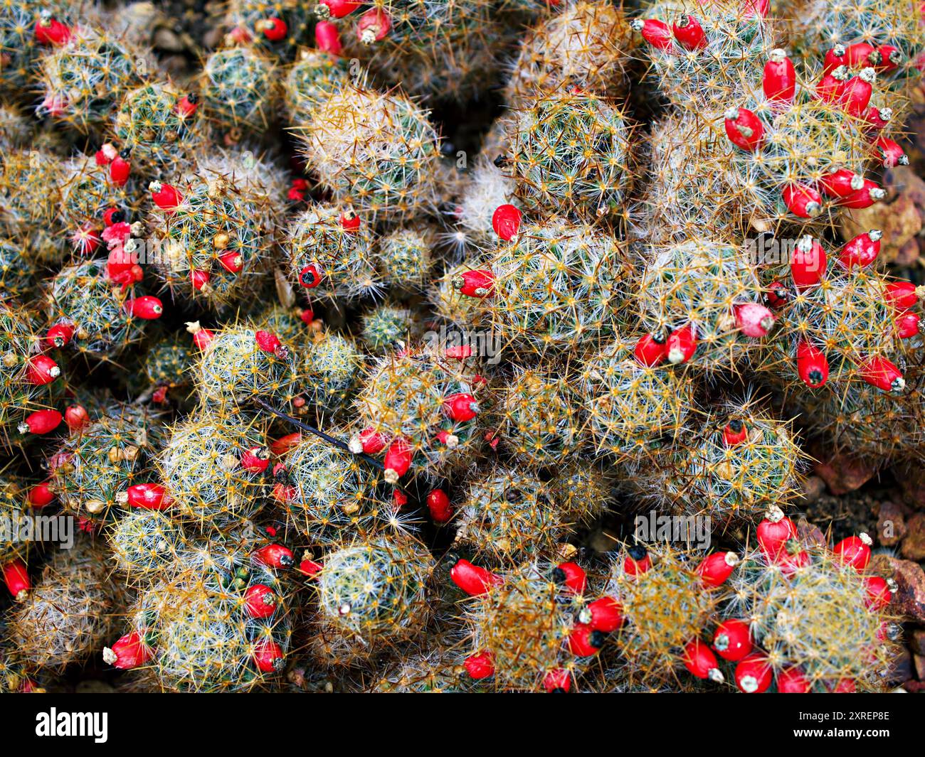 Macro cactus Mammillaria prolifera, piante desertiche capezzoli del Texas, areale ristretto nel Texas meridionale e nel Messico settentrionale Foto Stock