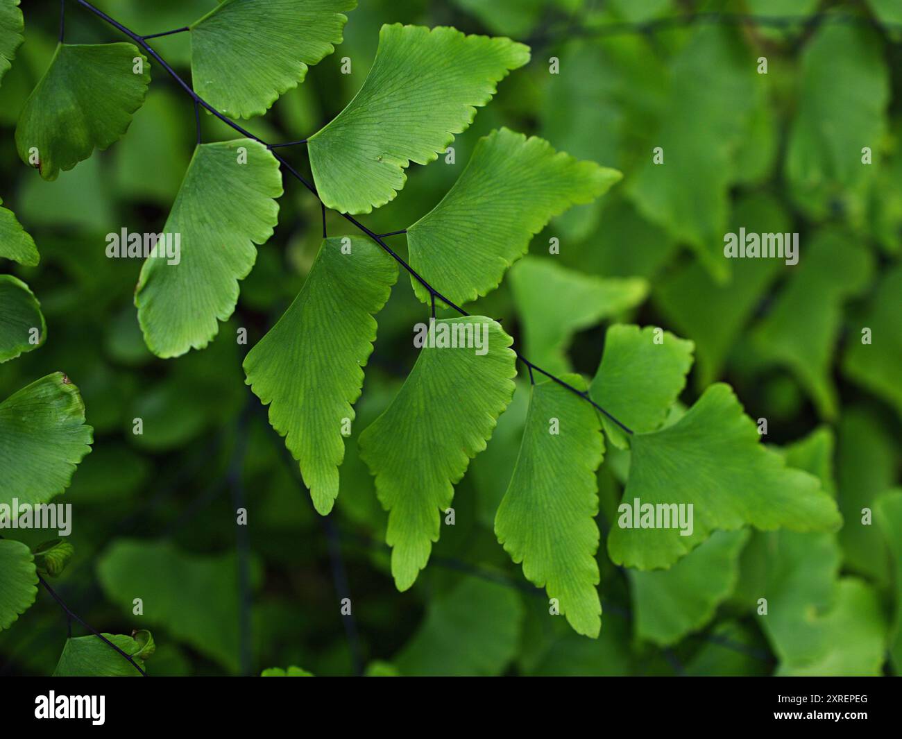 Foglie verdi, Adiantum trapeziforme, Maidenhair gigante, Sicilia, felce di ciliegio di diamanti, Ferns di venere, venushair, focalizzazione selettiva morbida per il Pretty Foto Stock