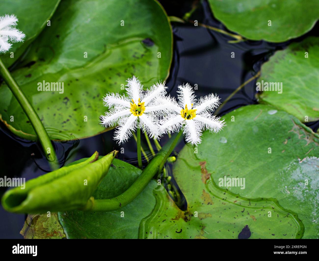 Primo piano, fiocchi di neve d'acqua bianca, piante indica di Nymphoides, fiori indiani di ninfee Barbagli, Chandmala, Phalaenopsis, Kumudini, CH Foto Stock