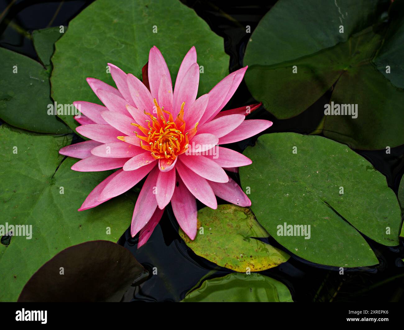 Ninfea nouchali var. Caerulea, piante di loto egiziano, Nymphaeaceae, immagine macro, pianta acquatica tropicale con Sky-blu Foto Stock