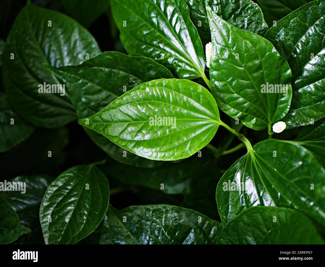 Pianta di betel a foglia verde ravvicinata, Piper betle, Piperaceae, che comprende pepe e kava, Paan, Piper sarmentosum pianta di erbe, Cha plu Foto Stock