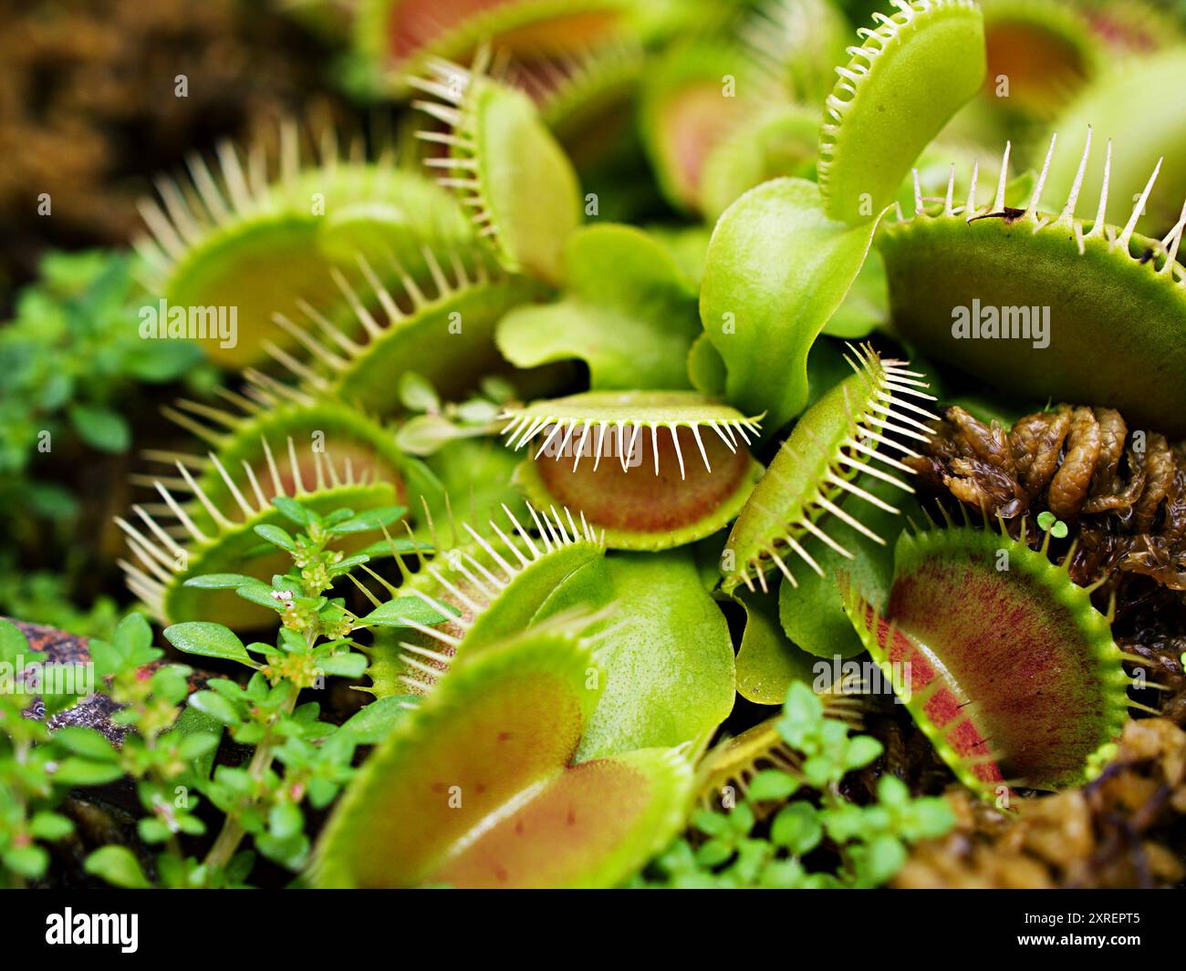 Primo piano Venus flytrap, piante insettivore, basso gigante, Dionaea muscipula, aghi-come denti, venere mosca catcher, Cook's Carnivorous Foto Stock