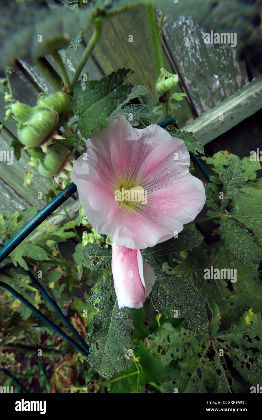 Alcea rosea, fiori e gemme rosa di Hollyhock a luglio Foto Stock