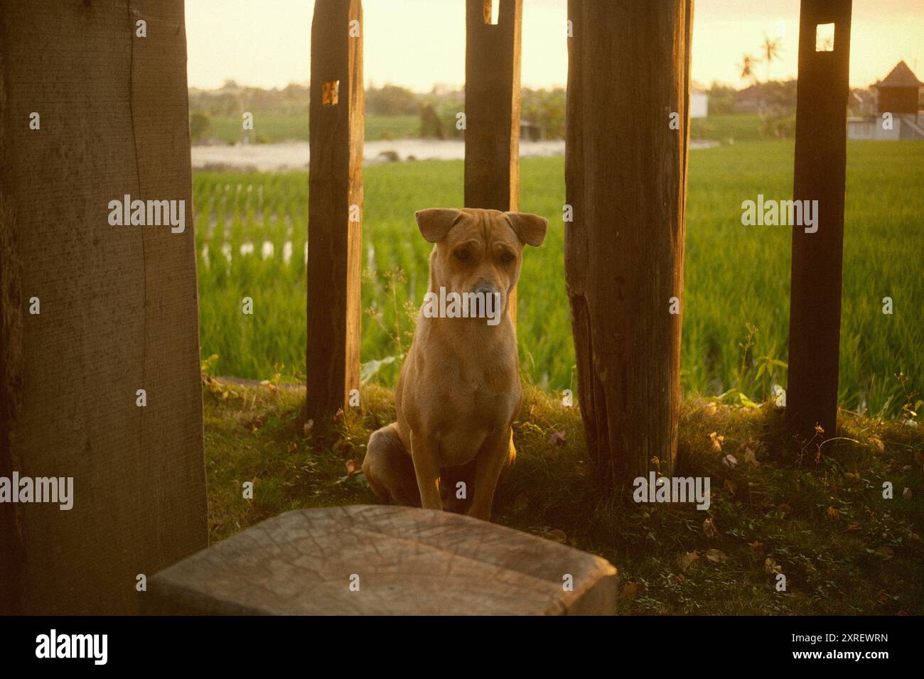 Un cane bruno triste e solitario seduto sul terreno erboso da una recinzione di legno con un campo di riso sullo sfondo al tramonto Foto Stock