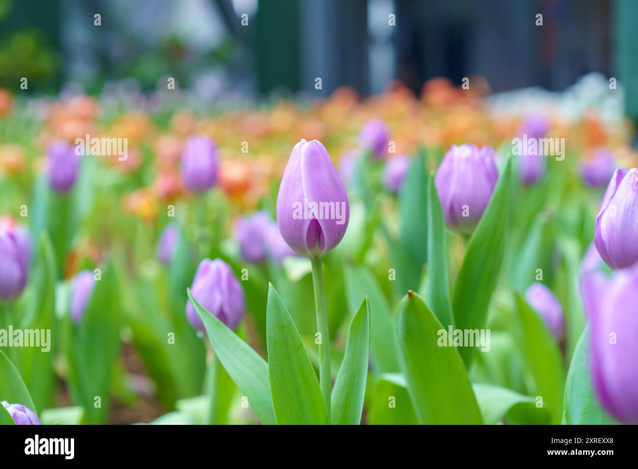 Diversi tipi e colori di fiori di tulipano nel giardino mescolati in un colorato sfondo di fiori di tulipani nel giardino Foto Stock