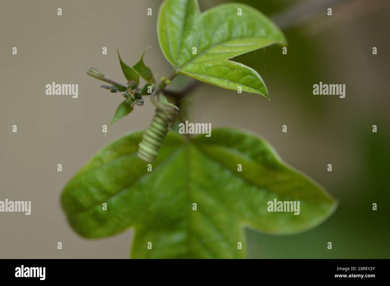 Fotografía macro de distintas hojas y flores Foto Stock