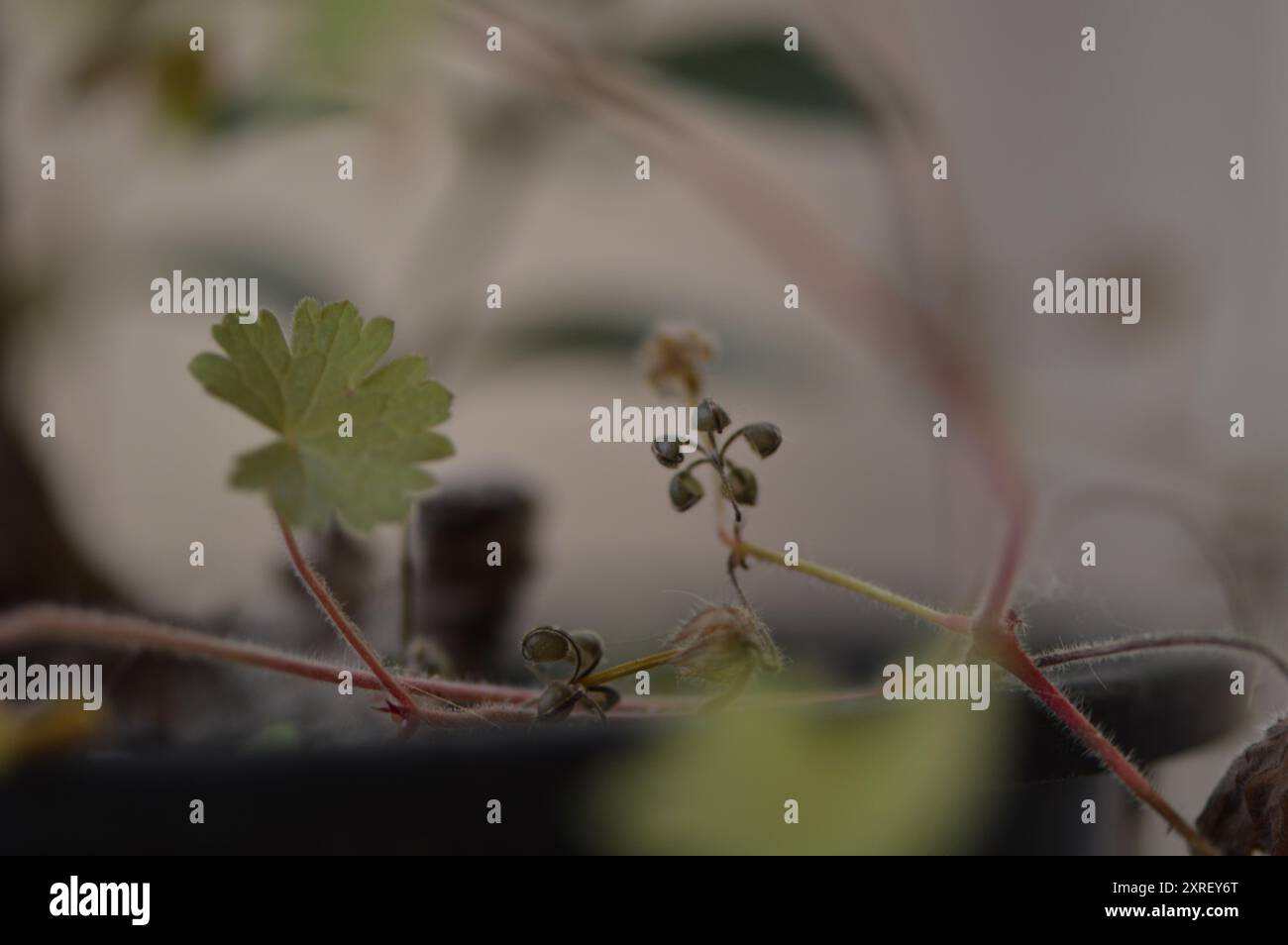 Fotografía macro de distintas hojas y flores Foto Stock