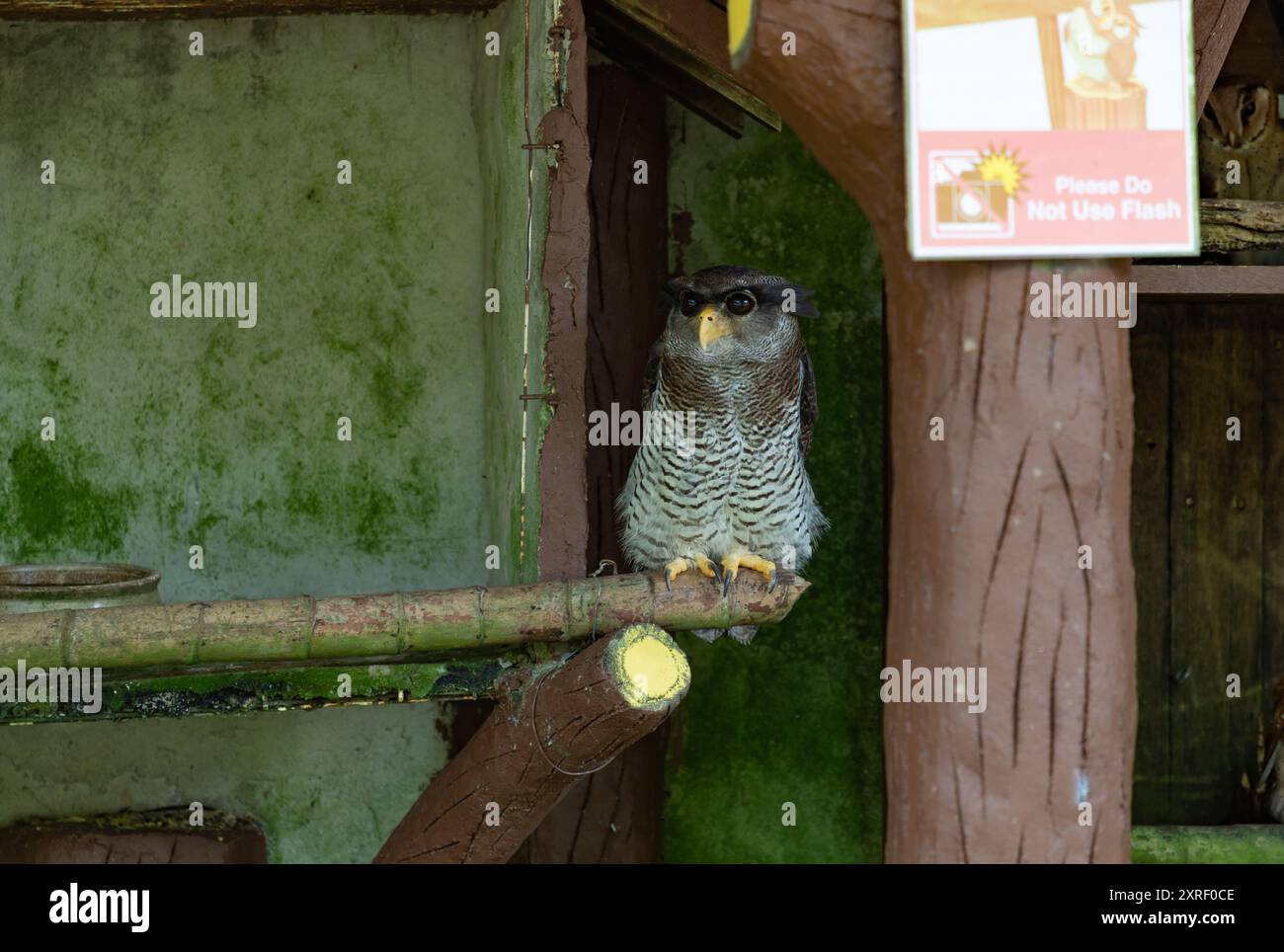 Una foto di un gufo di aquila al KL Bird Park. Foto Stock