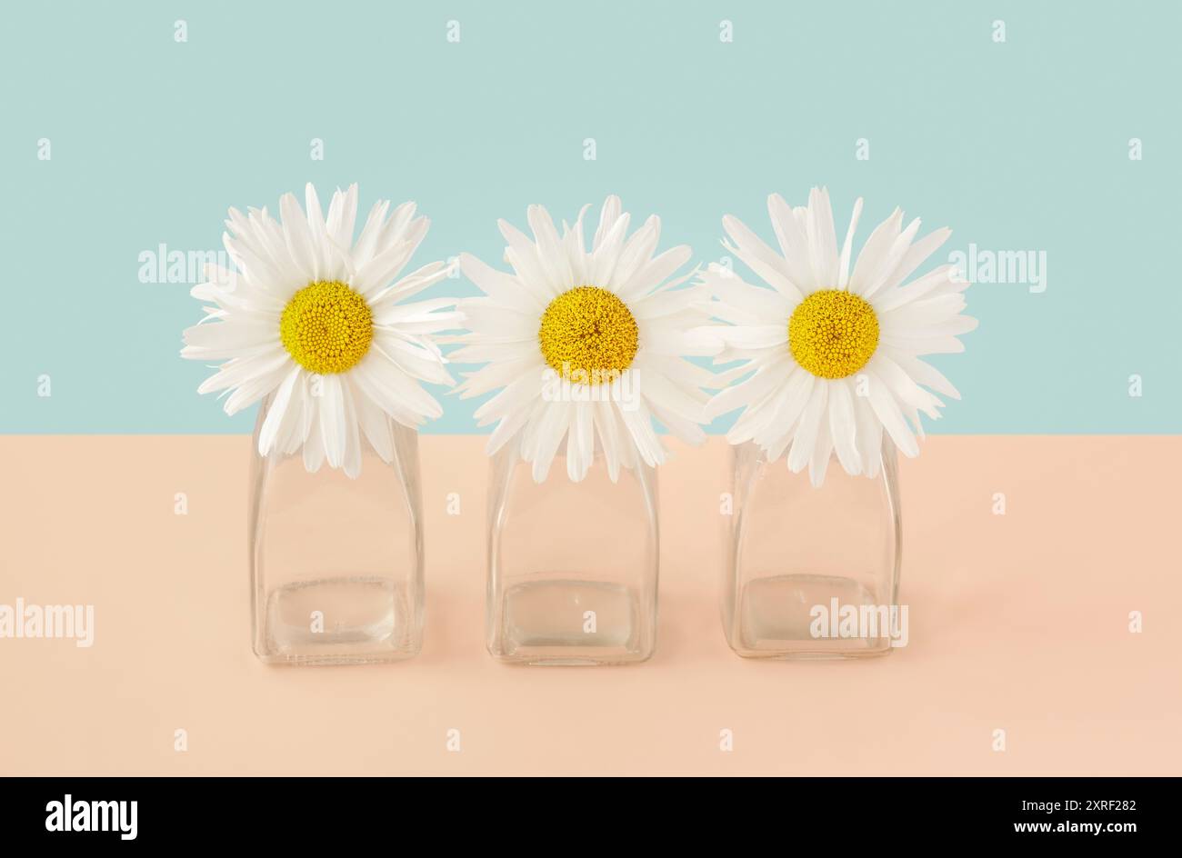 Tre Leucanthemum in vasi di vetro Foto Stock