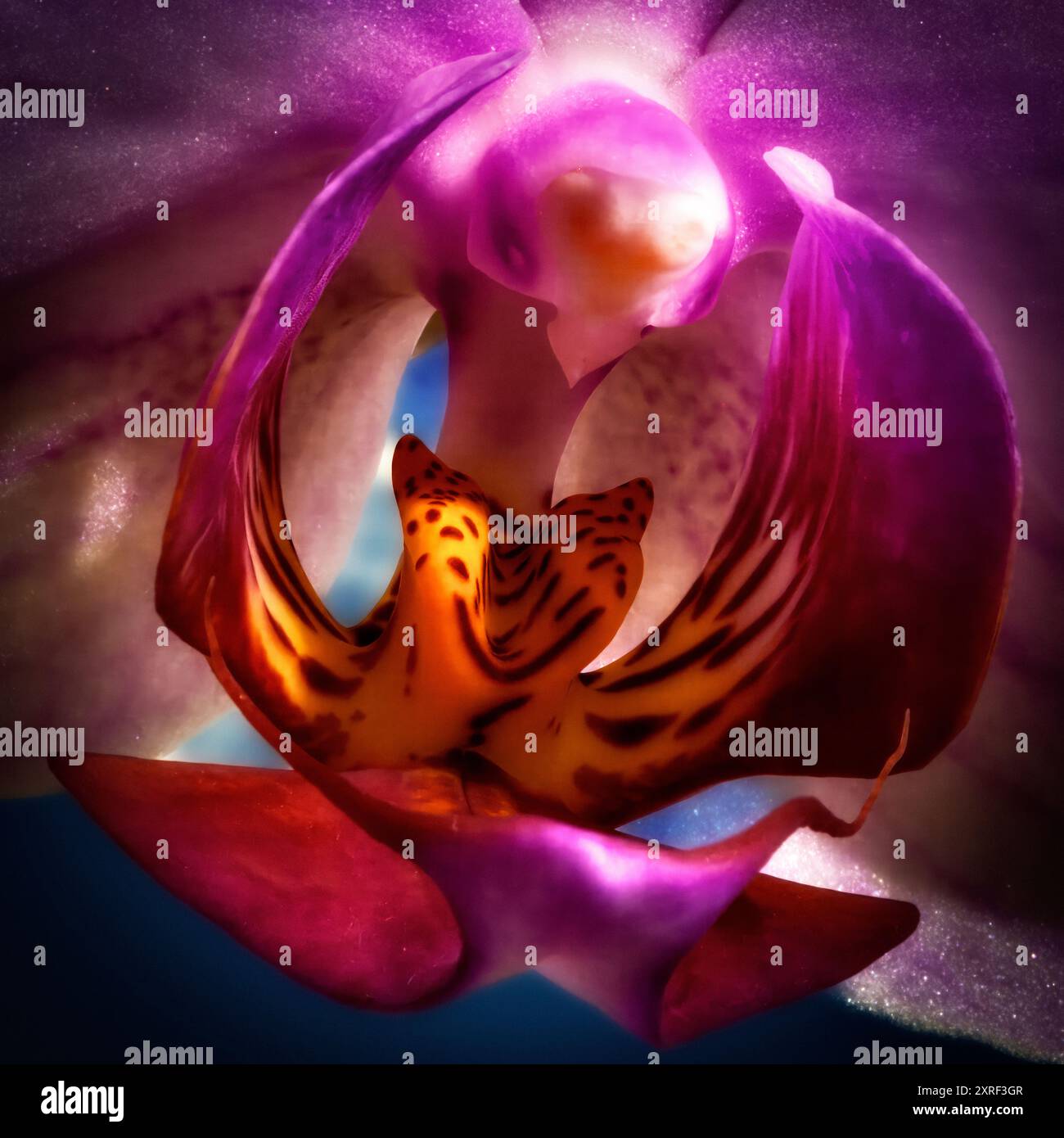 Foto macro del centro del fiore dell'orchidea che mostra vivaci texture di labello, colonna e petali. Dettagli artistici e anatomici per temi botanici e floreali. Foto Stock