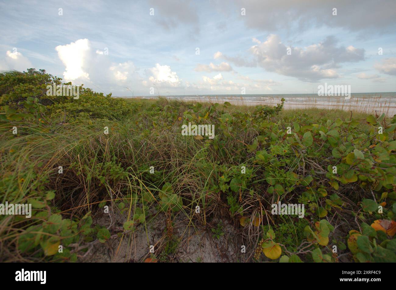 Vista dall'angolo guardando verso sud al sole della mattina presto sul verde dell'uva di mare e dell'avena di mare. Presso la spiaggia Pass-a-Grille di St. Pete Beach Foto Stock