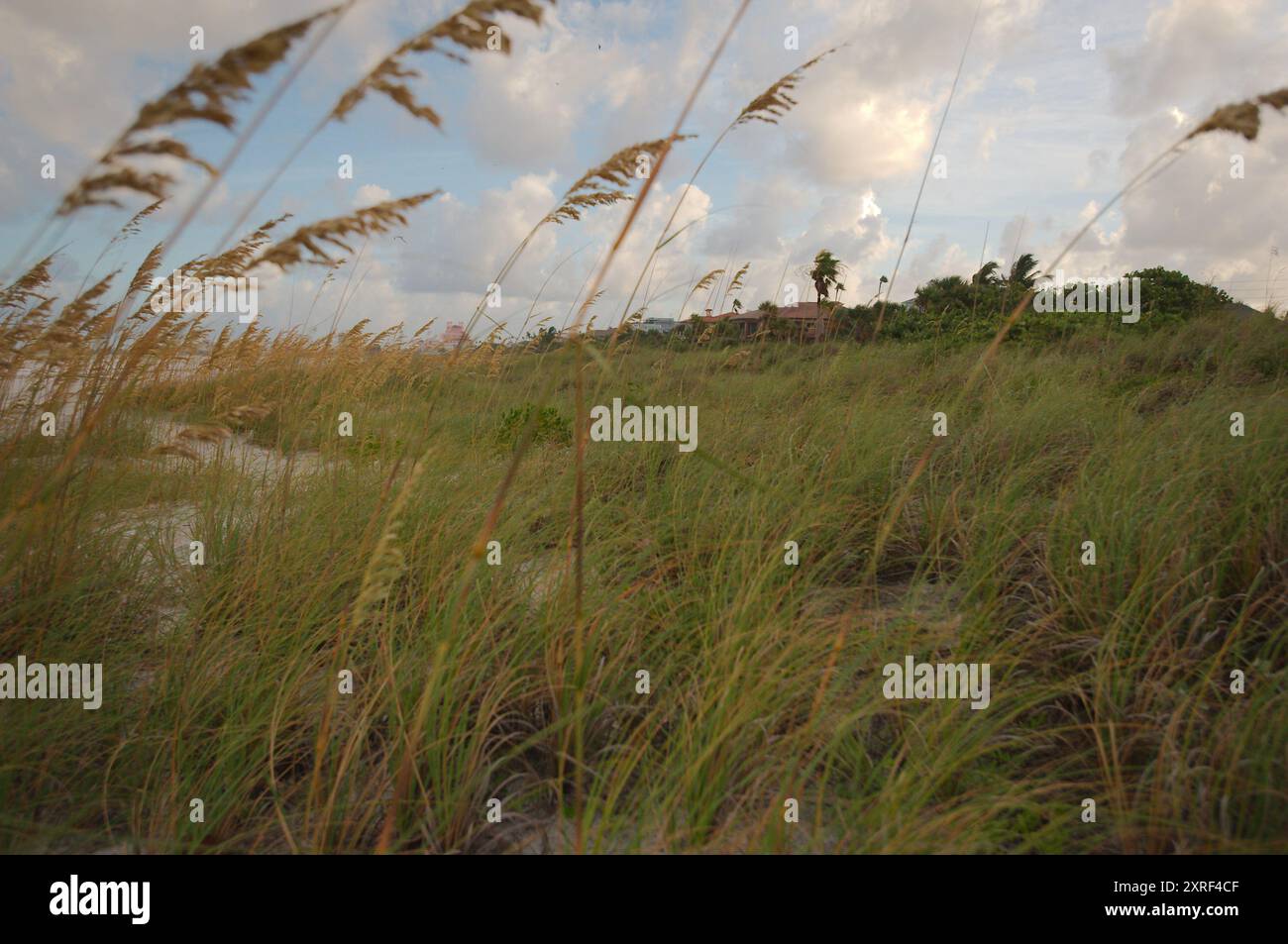 Vista angolare guardando a nord al sole di mattina presto sul verde primo piano di uva di mare e avena di mare. Presso la spiaggia Pass-a-Grille di St. Pete Beach Foto Stock
