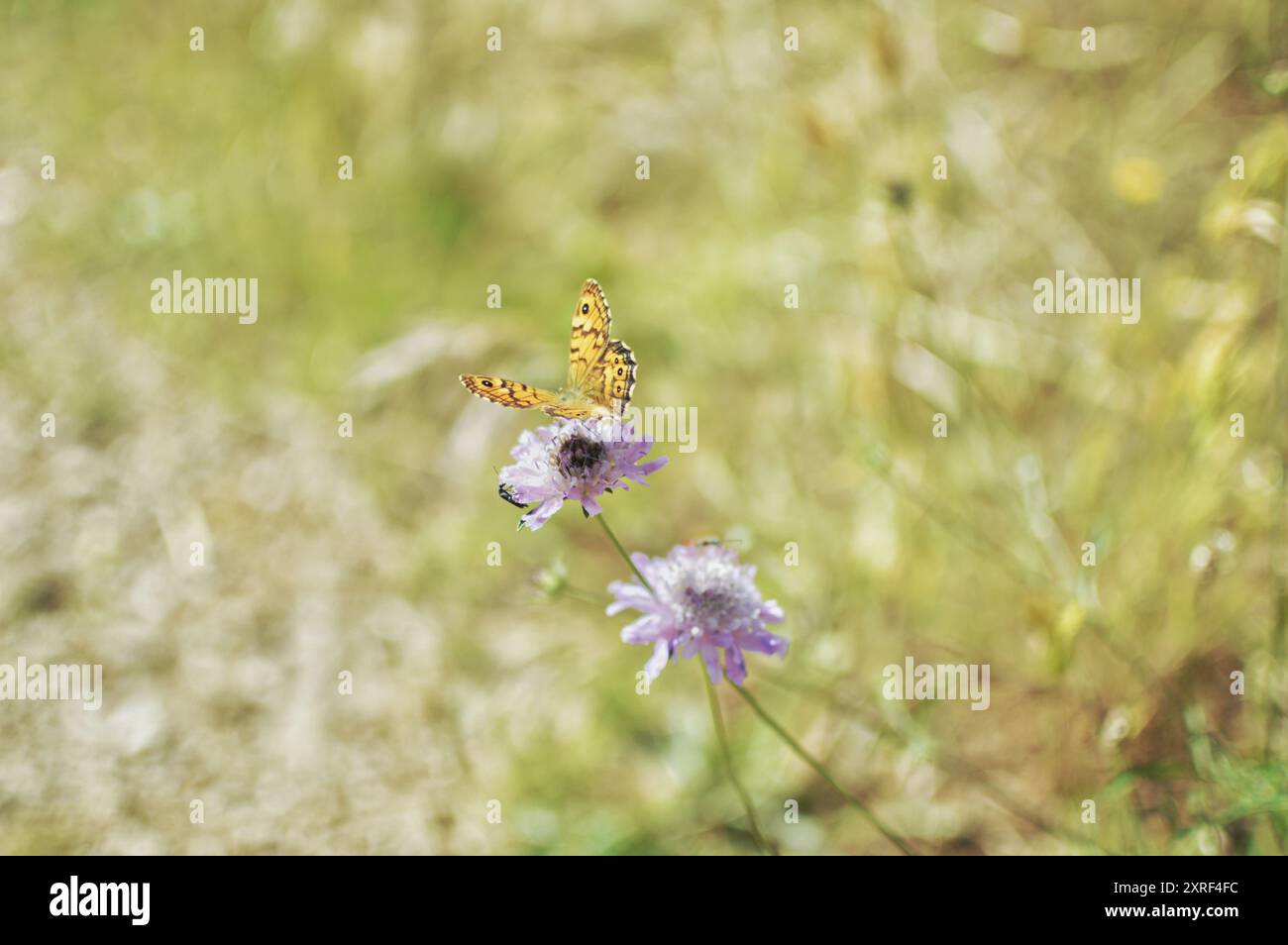 Fotografía macro de una mariposa amarilla encima de una flor ázul Foto Stock