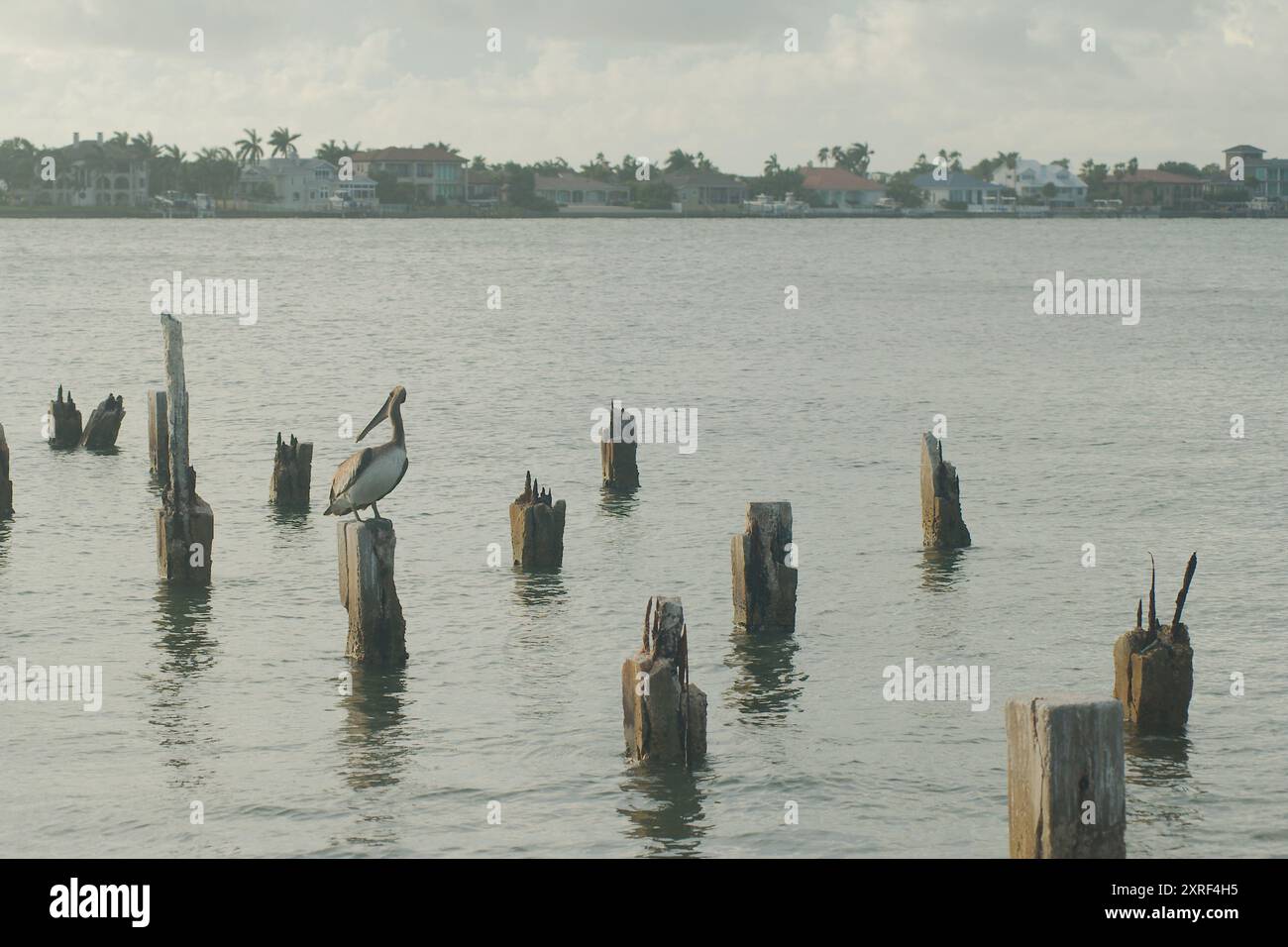 Pelican seduto su un palo che guarda a sinistra con diversi vecchi pilastri di molo e acqua di baia sullo sfondo. Cielo blu con nuvole bianche e acqua calma Foto Stock
