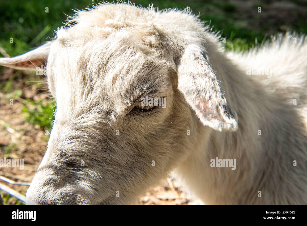 Capra o capra domestica (Capra hircus). Foto Stock
