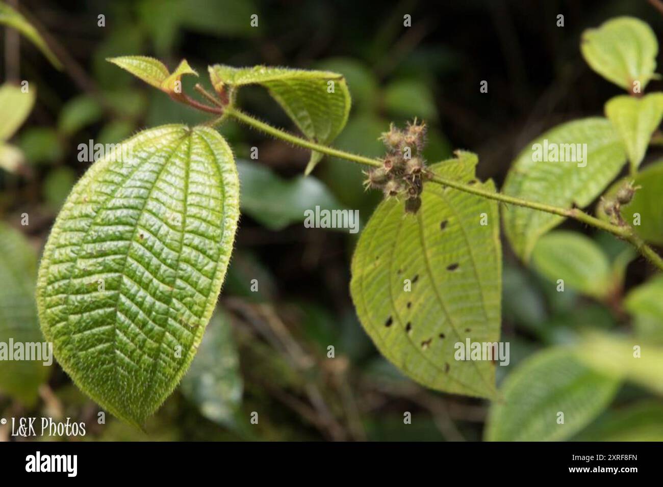 La maledizione di Koster (Miconia crenata) Plantae Foto Stock