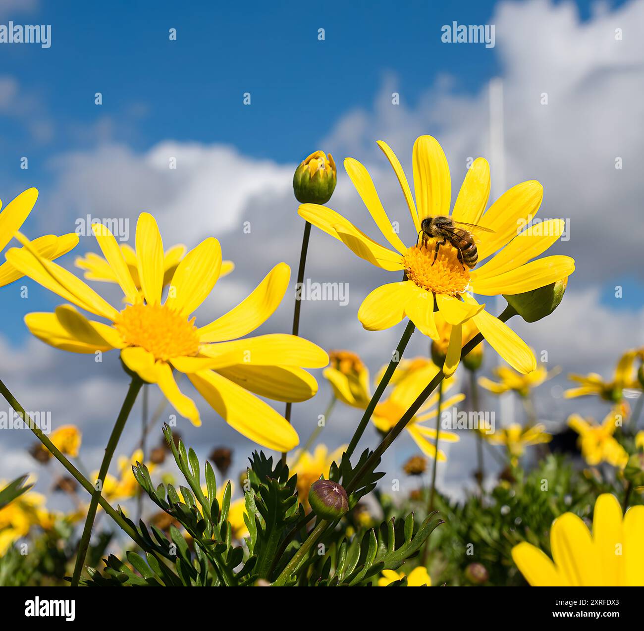 Scopri la bellezza dei fiori selvatici con le nostre splendide foto di scorta su Alamy! Foto Stock