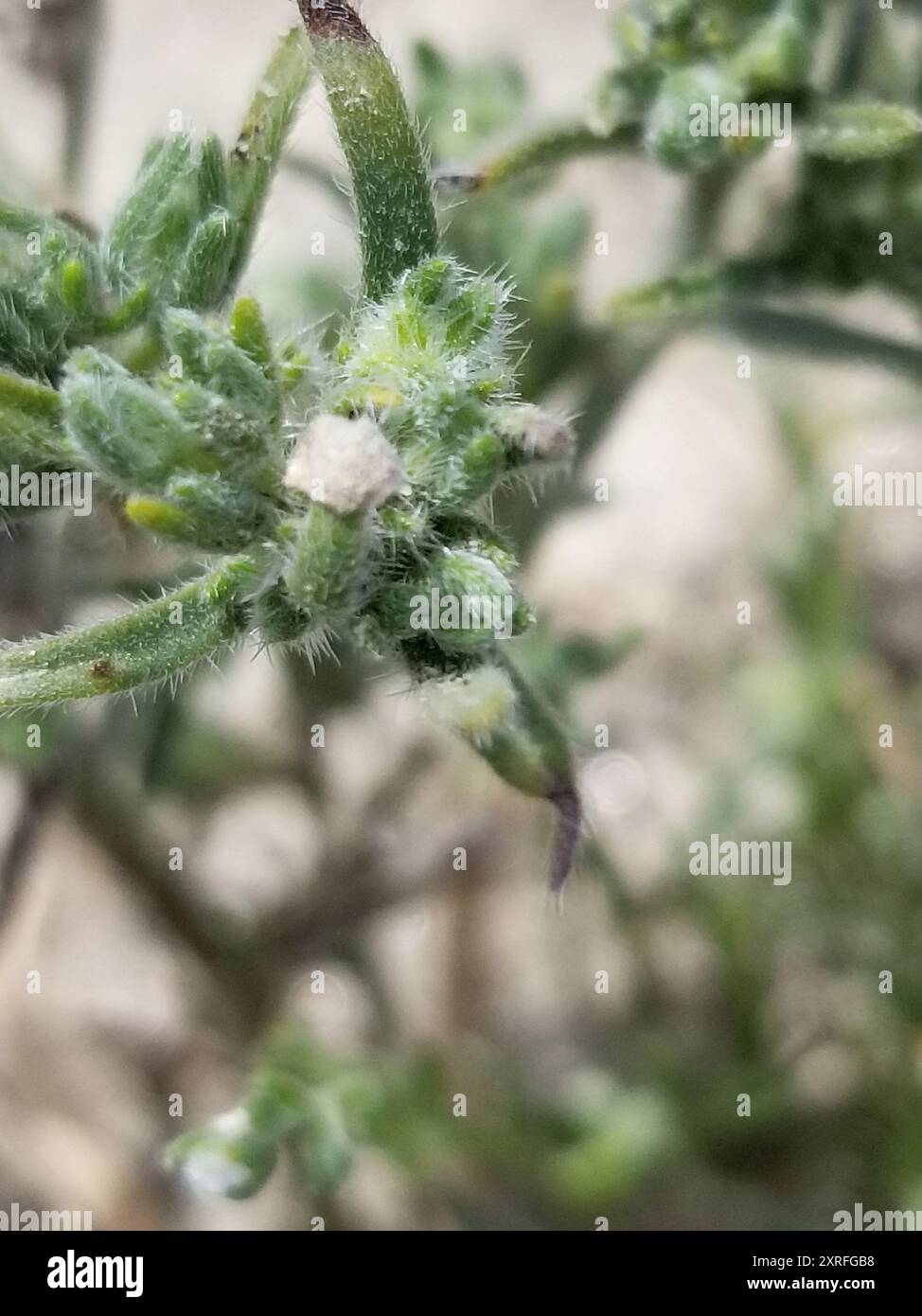 Fivehorn smotherweed (Bassia hyssopifolia) Plantae Foto Stock