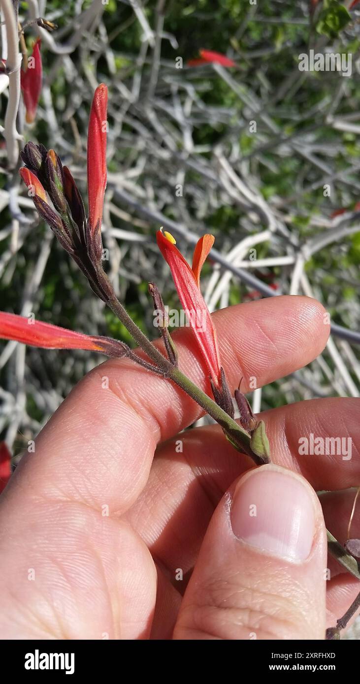 Chuparosa (Justicia californica) Plantae Foto Stock