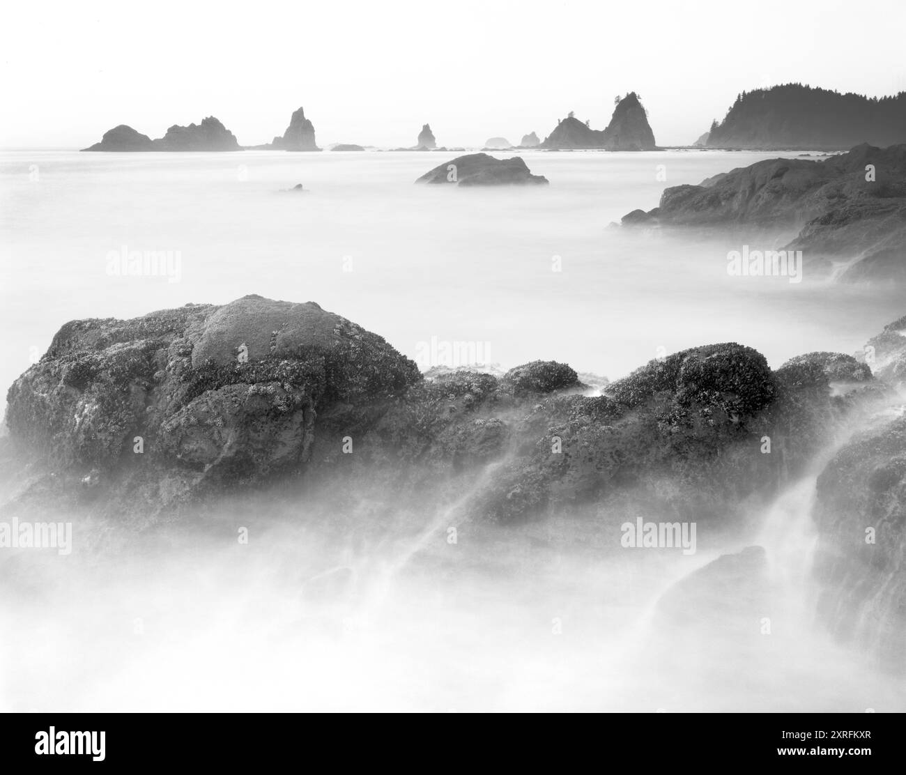 BW01902-00..... WASHINGTON - Sea Stacks lungo la costa di Washington, Olympic National Park Foto Stock