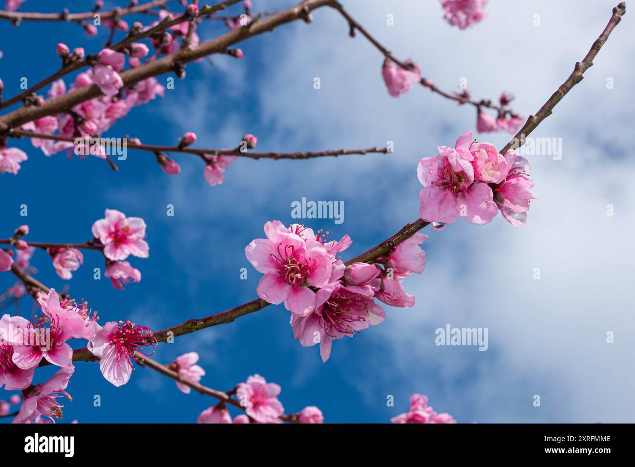Scopri la bellezza dei fiori selvatici con le nostre splendide foto di scorta su Alamy! Foto Stock