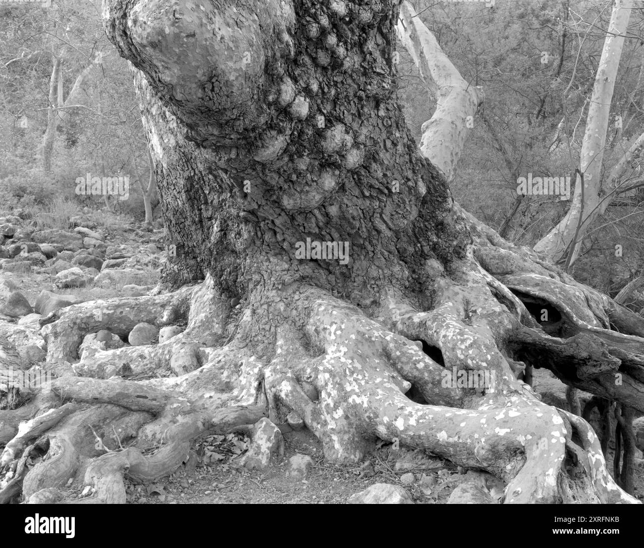 BW01921-00..... CALIFORNIA - albero di sicomoro della California (Platanus racemosa) nel Malibu Creek State Park. Foto Stock