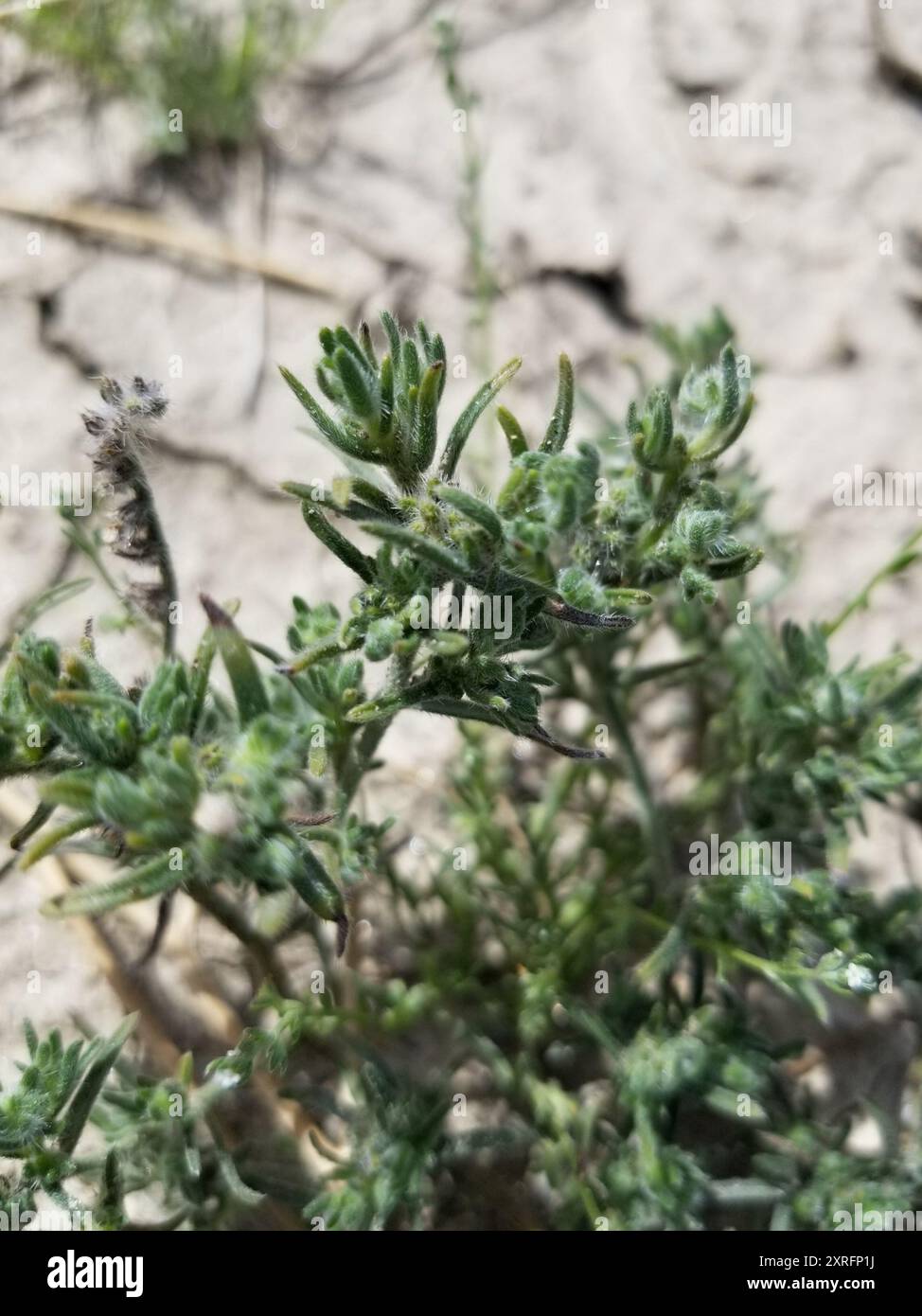 Fivehorn smotherweed (Bassia hyssopifolia) Plantae Foto Stock